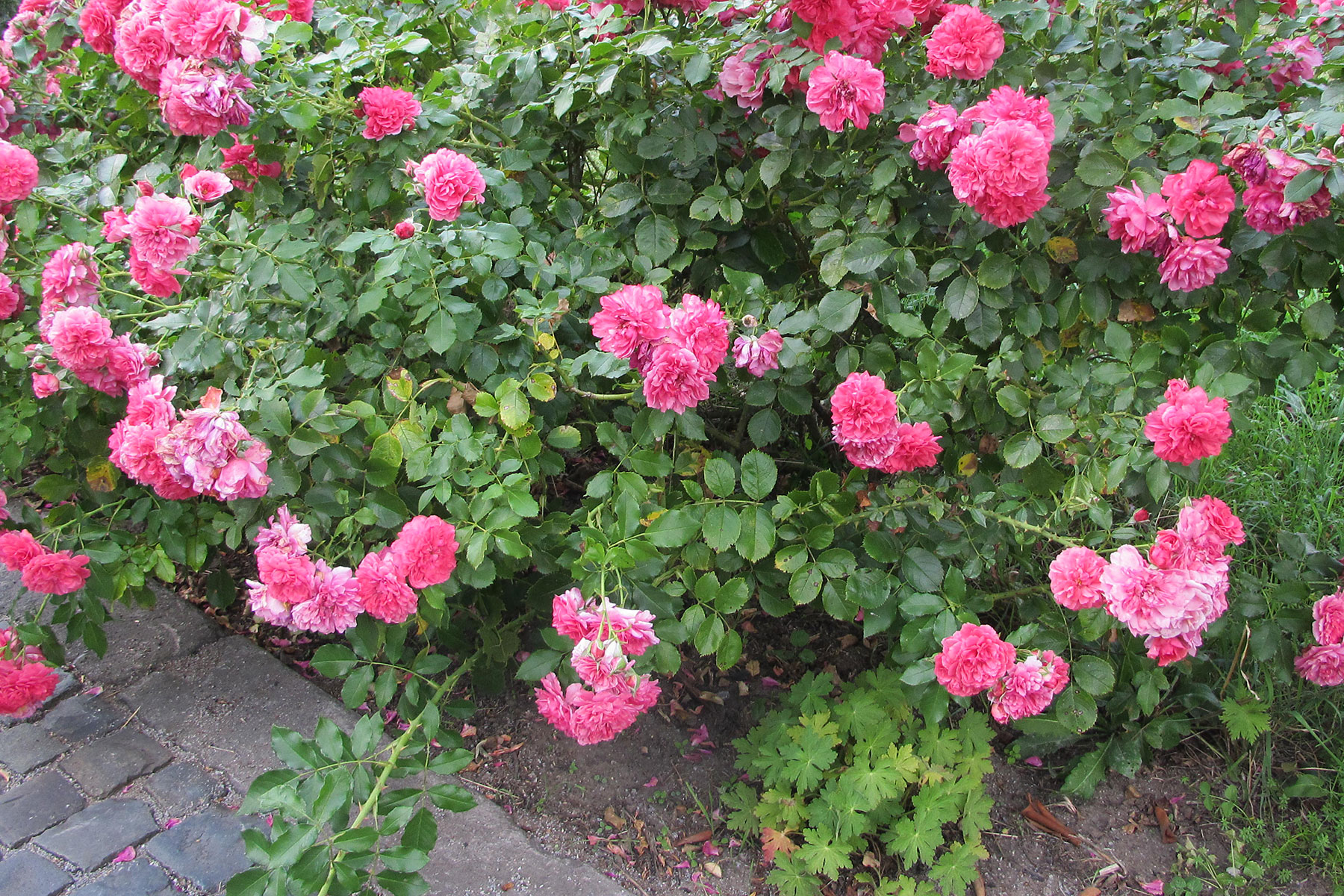Humbert Mutterboden für Rosen